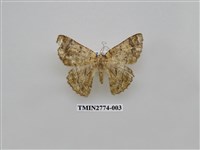 藏品(尺蛾345)的圖片